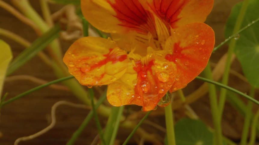 Closeup on a flower with a mix of orange and yellow with water drops falling