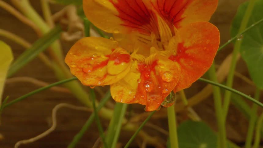 A close up of a garden nasturtium covered in water droplets