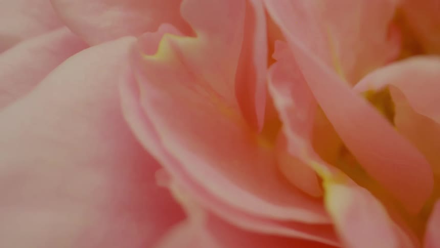 Closeup of a flower with predominantly pink petals that contains some yellow elements