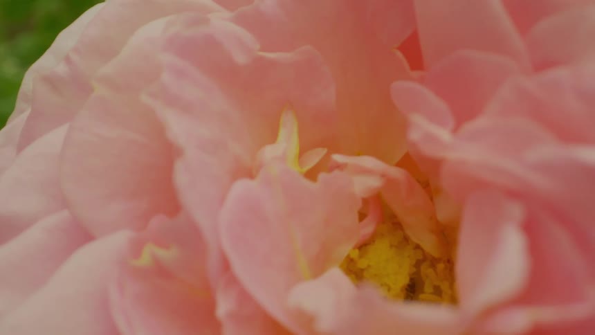 Extreme closeup on a flower with light pink petals and yellowish pollen core