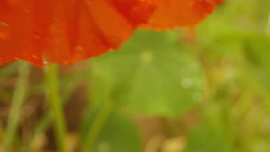Extreme close up of orange petals of a flower with falling water drops