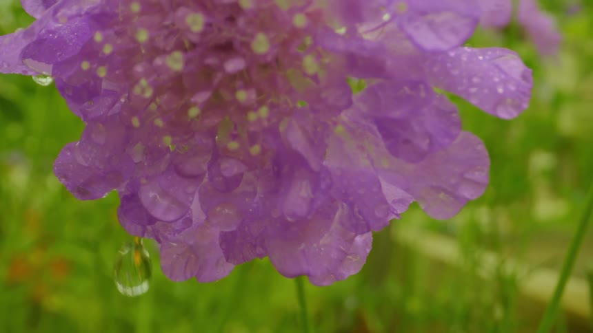 A purple flower with a few drops of water on its petals and it is moving with the wind