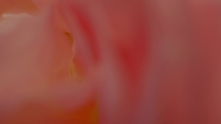 Close up of pink petals of a flower in a garden