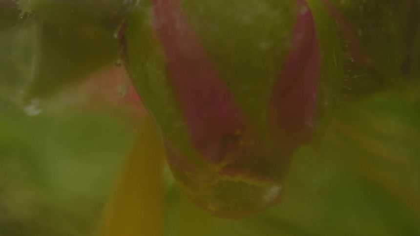 Drops of water falling from a flower in extreme closeup