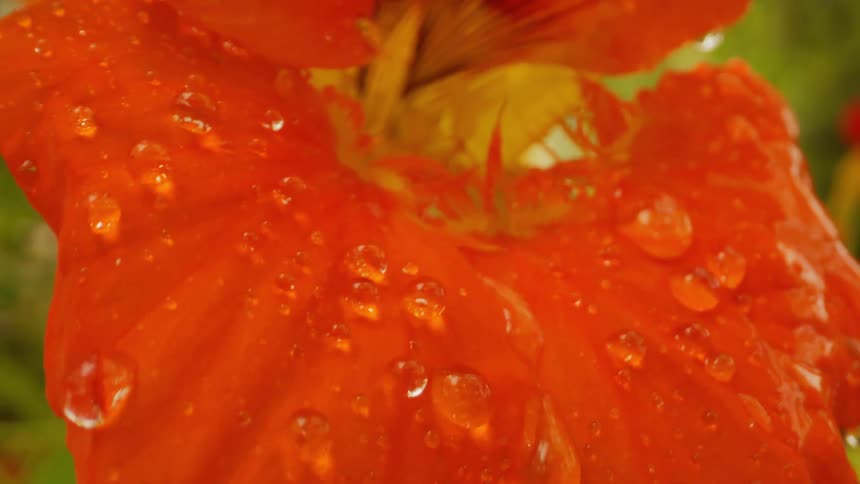 Orange flower swaying as rain drops roll off
