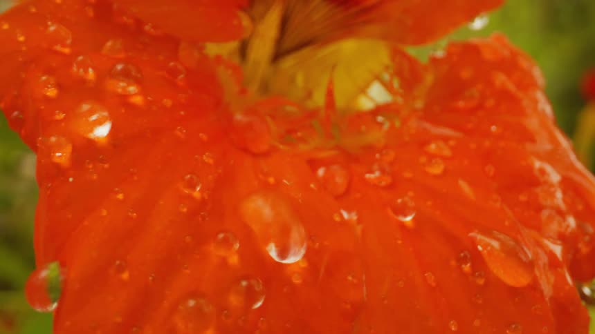 Extreme closeup on an orange flower being watered