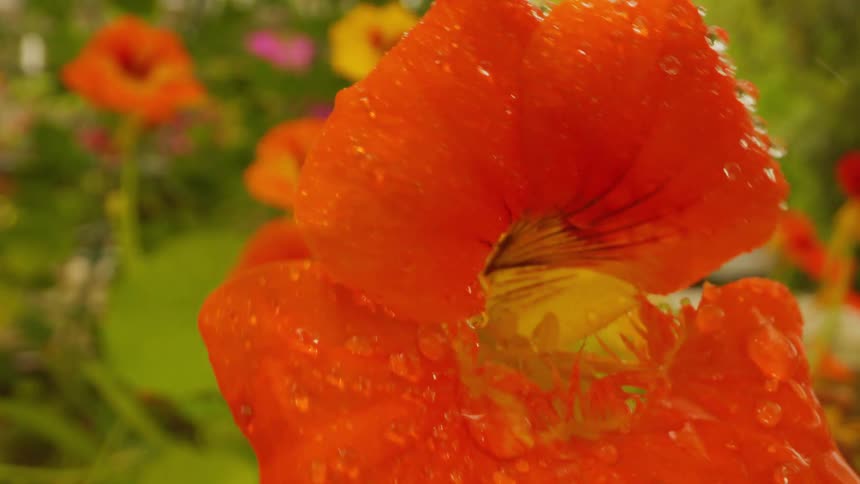 A garden nasturtium is sprayed with water
