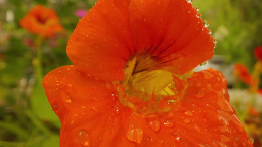 Closeup on an orange flower with water being splashed