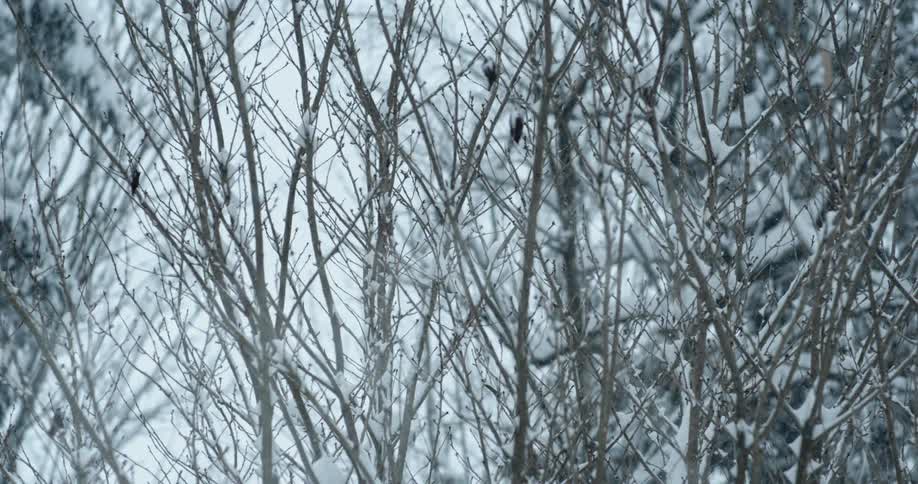 Snow-covered trees looking towards the cloudy sky