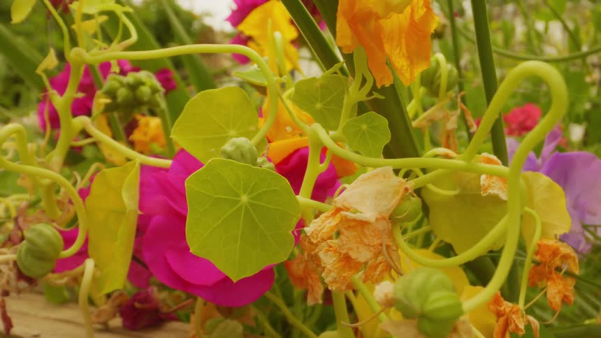 Various plants with colorful flowers moving a little due to the wind