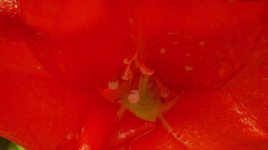 The orange petals of a flower with drops of water falling on top of it