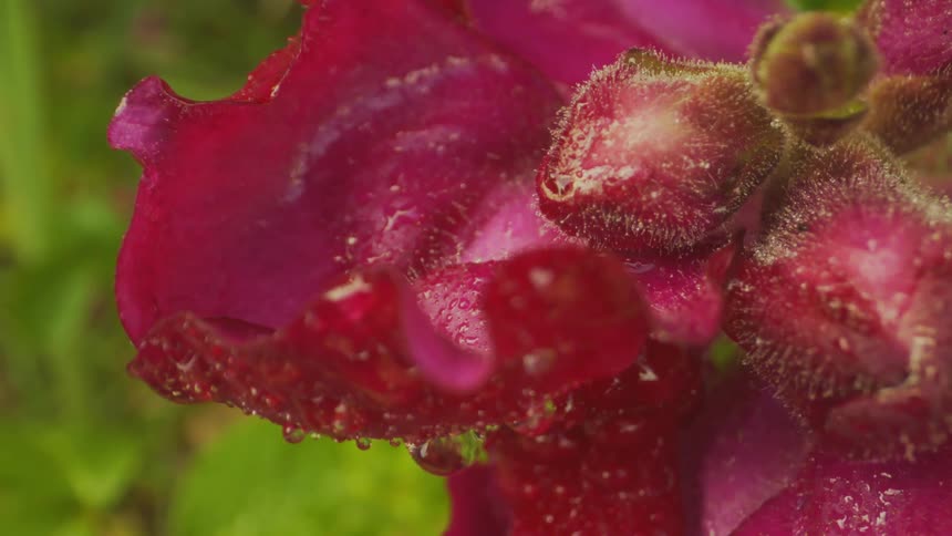 Flower with red petals with water droplets