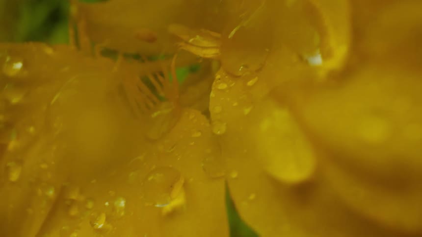Close up of petals of a yellow flower with water drops