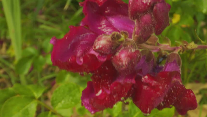 Extreme closeup on a flower with red petals in a garden