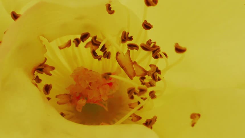 A flower with yellow petals moving