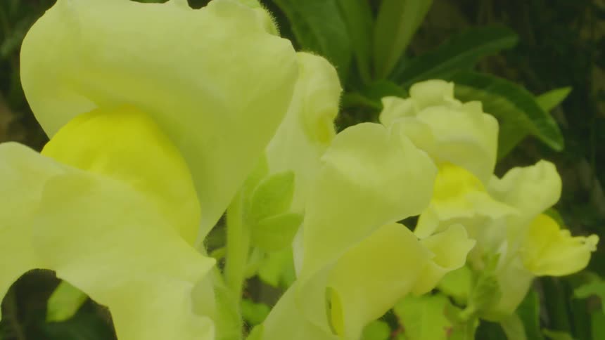 Light yellow flowers in a garden