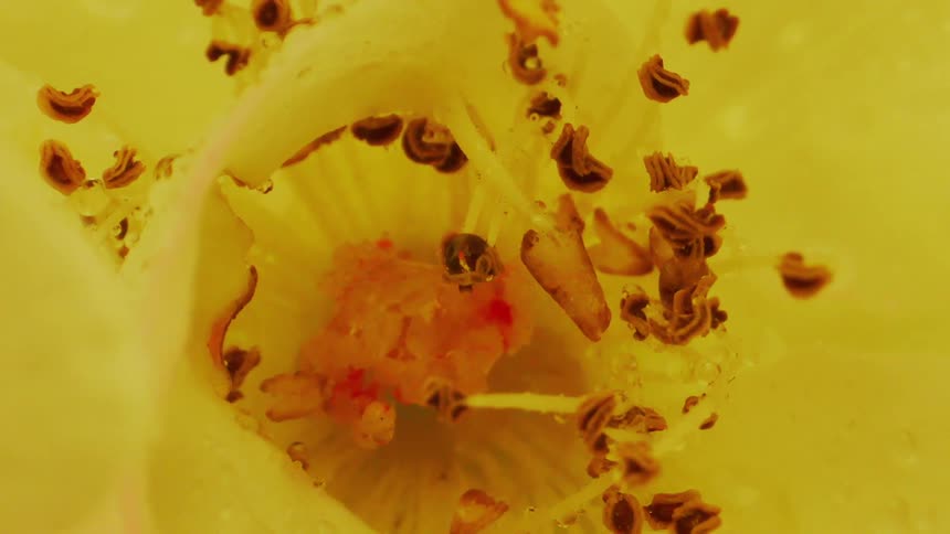 Water inside a yellow flower
