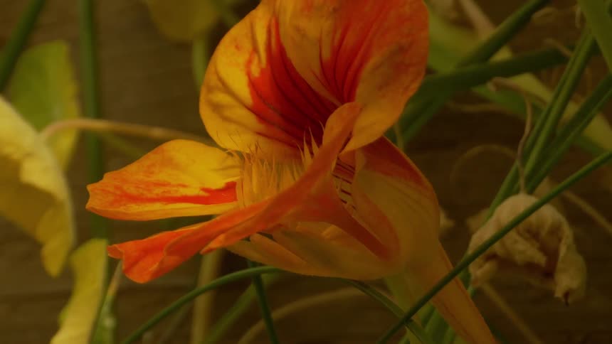 Vibrant detail of an orange flower