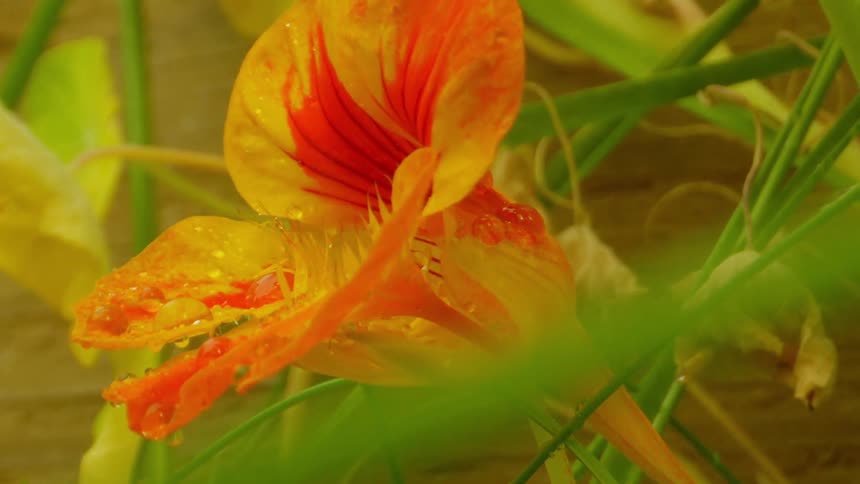 The flower is covered with drops of water