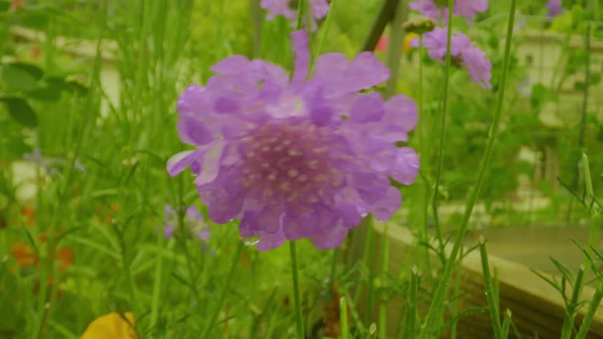 Closeup of a purple flower with water drops on the petals in a garden