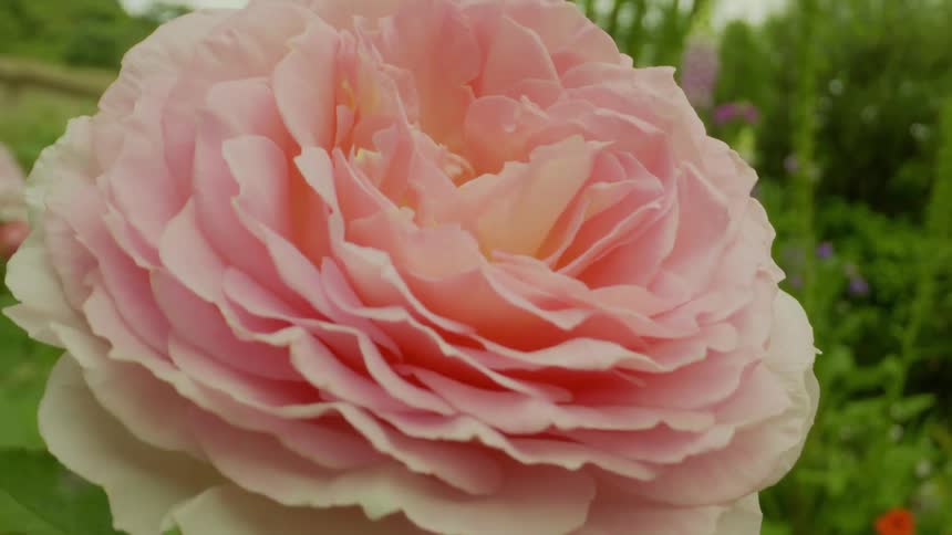 The pink flower is in the garden