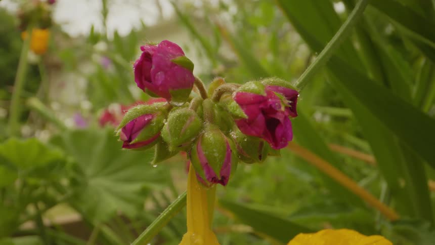 Closeup on purple colored flowers in a garden being watered with water