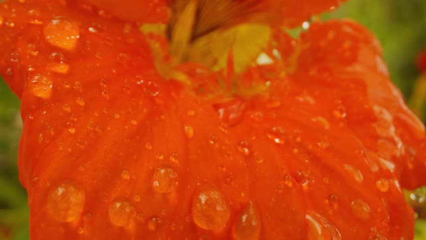 Extreme closeup on the orange petal of a flower with water drops