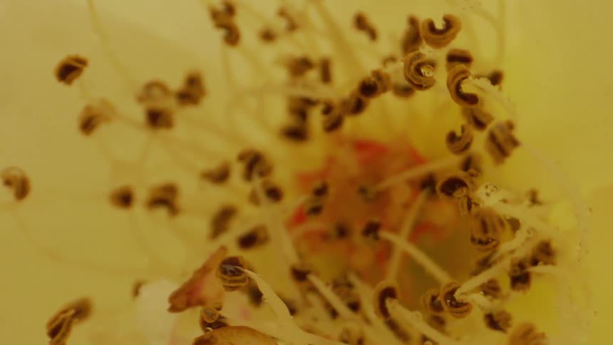 Extreme close up of pollen inside a flower