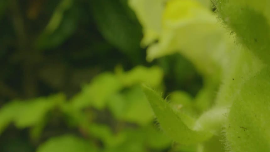 A green plant with stingers grows outdoors