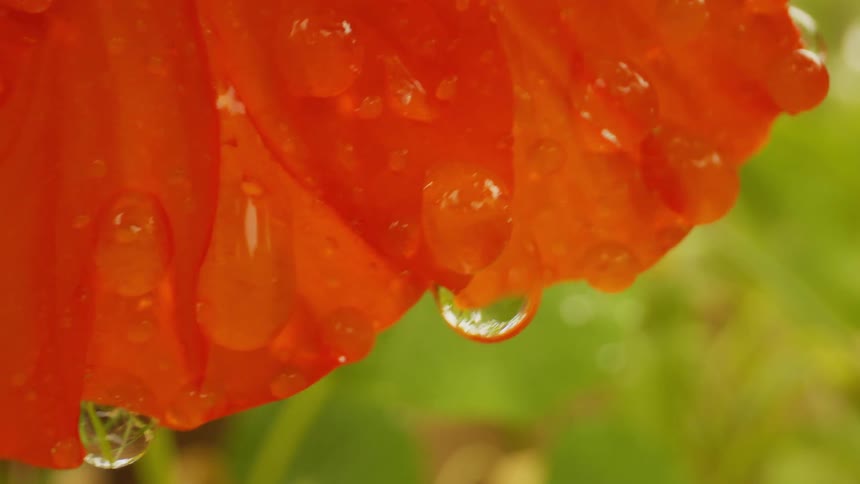 A closeup of a vibrant orange flower with water droplets on its petals against a blurred green background