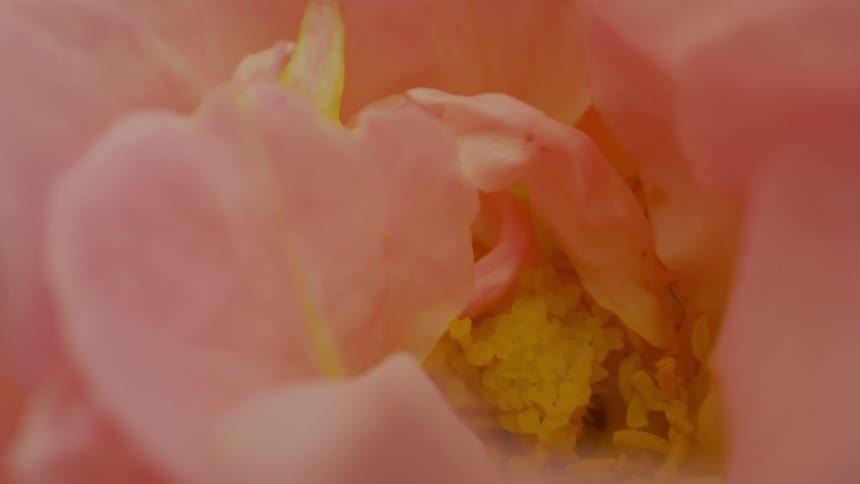 Extreme closeup on a light pink flower with pollen in the middle
