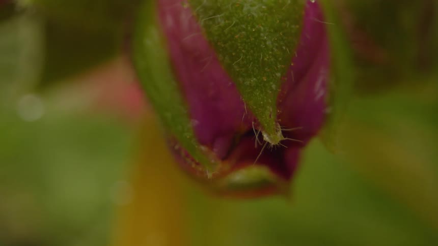 Flower with falling water drops
