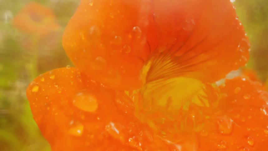 An orange flower in a garden being pelted with rain drops