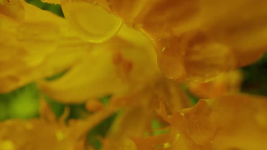 A close up of a yellow rhododendron with water droplets on its petals