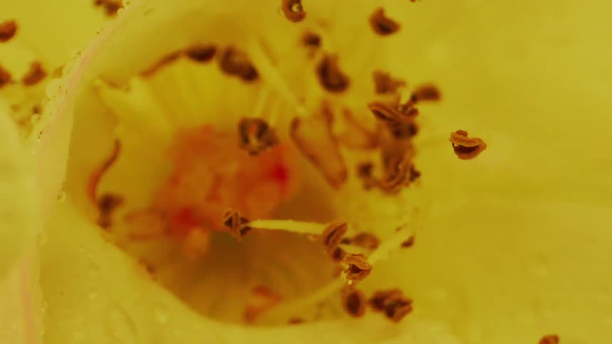 Interior of a yellow flower with water drops on the stamens and pistil