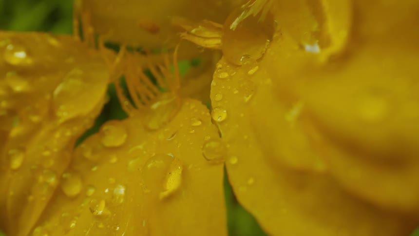 The yellow flower is covered with drops of water