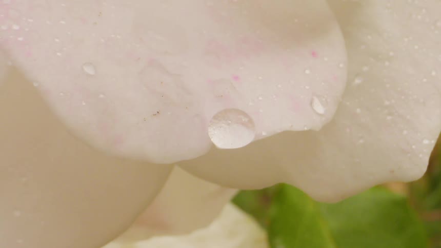 Extreme close up of white petals of a flower with water drops