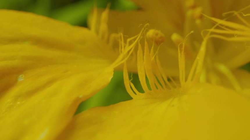 A yellow flower grows in a garden