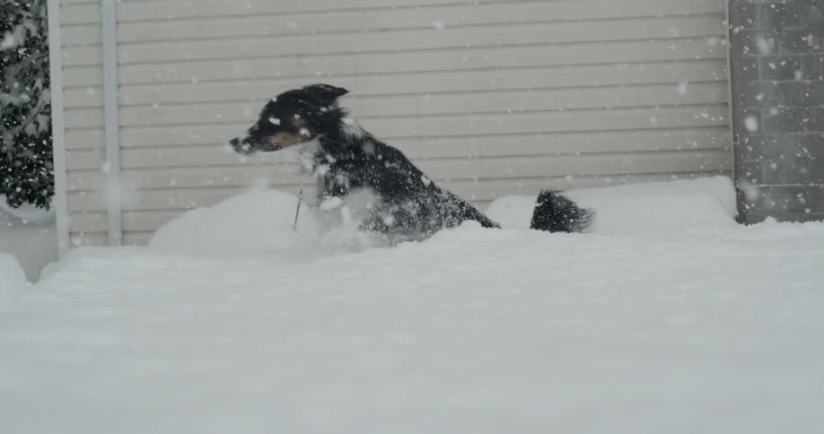 A dog jumping in the snow