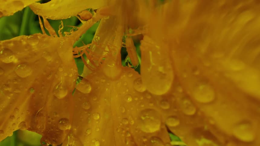 A close up of a yellow flower with little water droplets on it