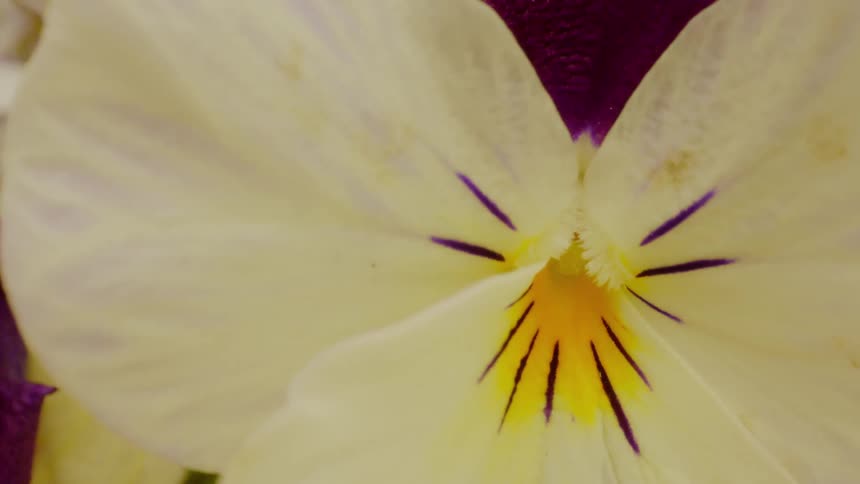 Closeup of a flower with white petals that have a yellow gradient at the base