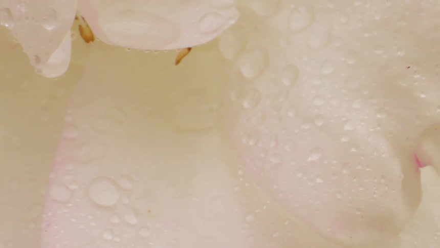 Extreme close up of white petals of a wet flower with water droplets