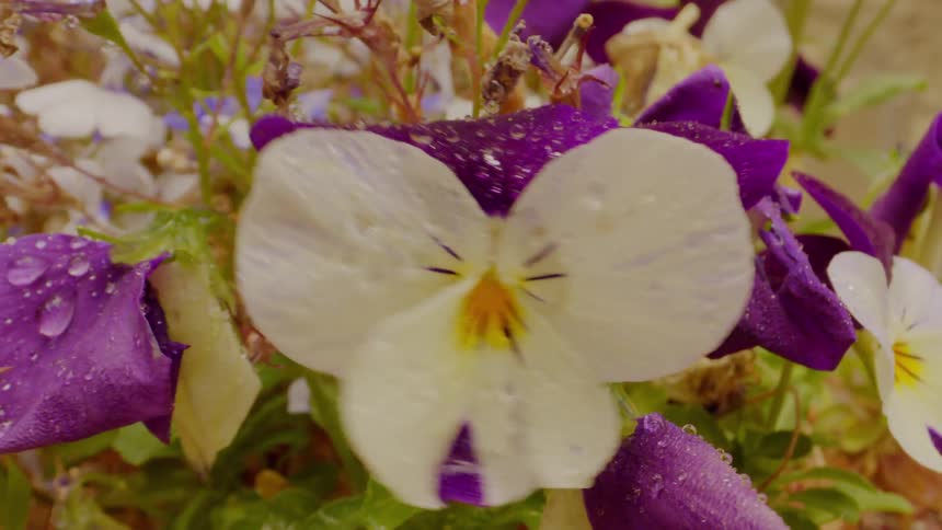 A flower in a garden bounces about after being hit
