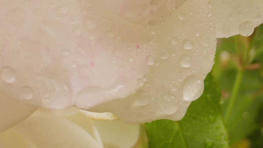 Extreme closeup with water drops on white petals