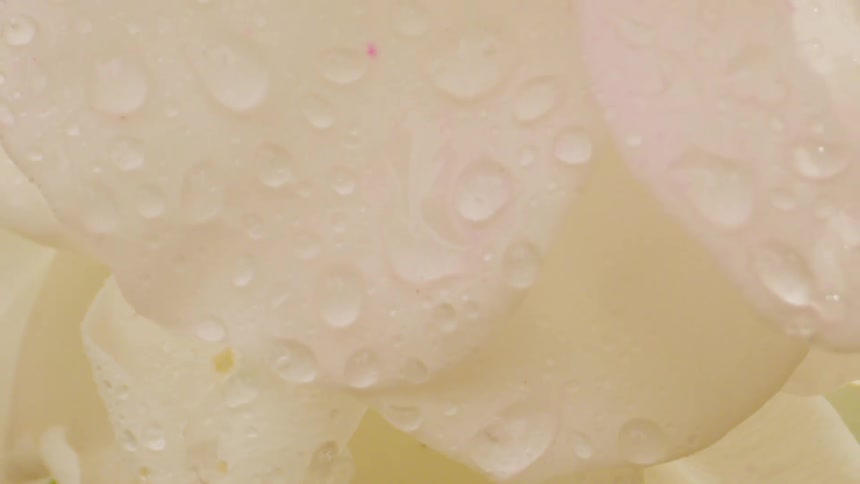 The white flower petal is covered with water