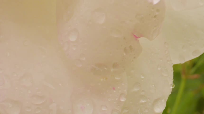 Extreme closeup on a flower with white petals with water droplets