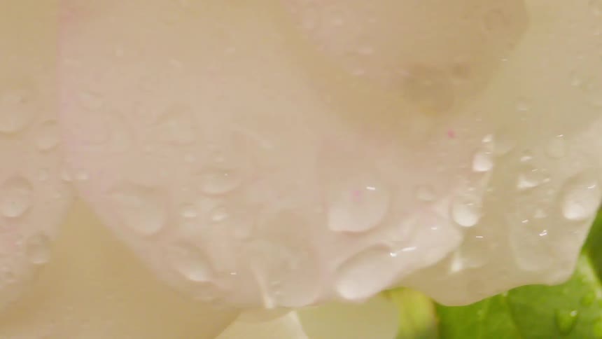 White petals of a flower with water droplets