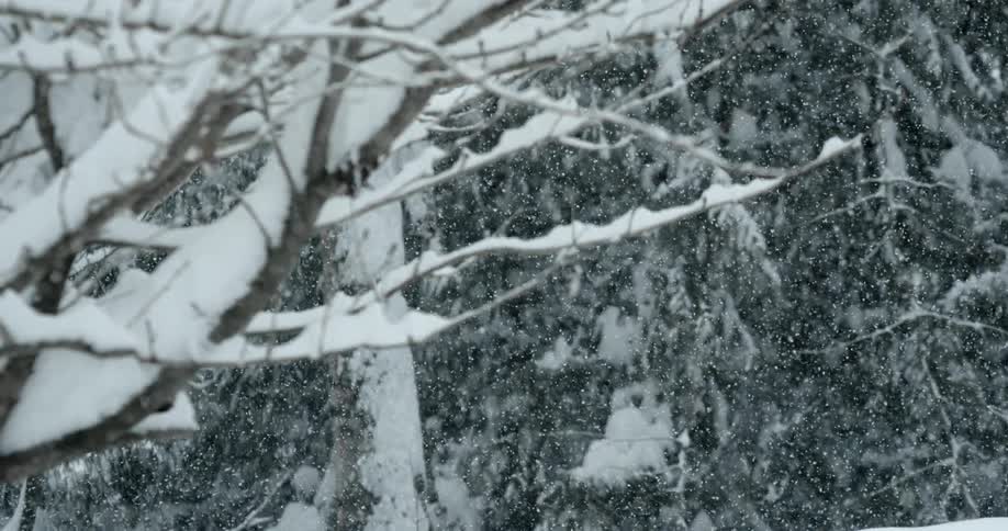 Many trees in the forest with softly falling snow