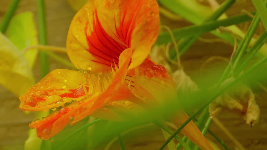 A flower with red and orange petals and they are wet