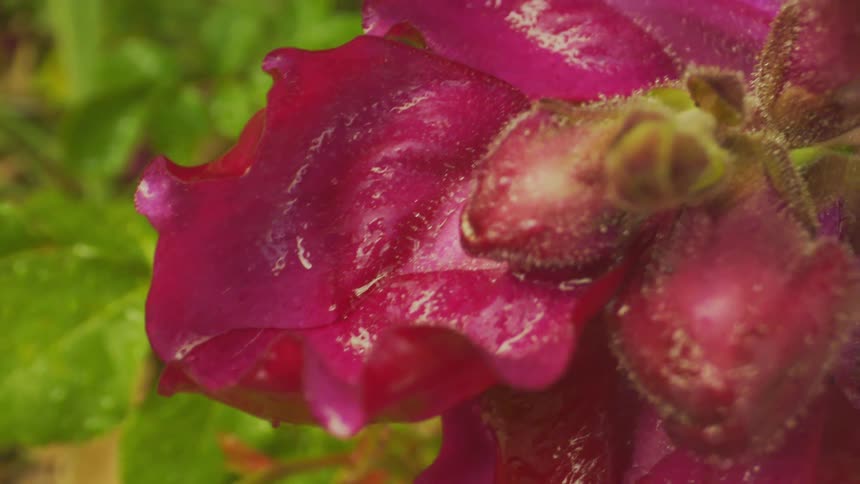 A flower with red petals swaying